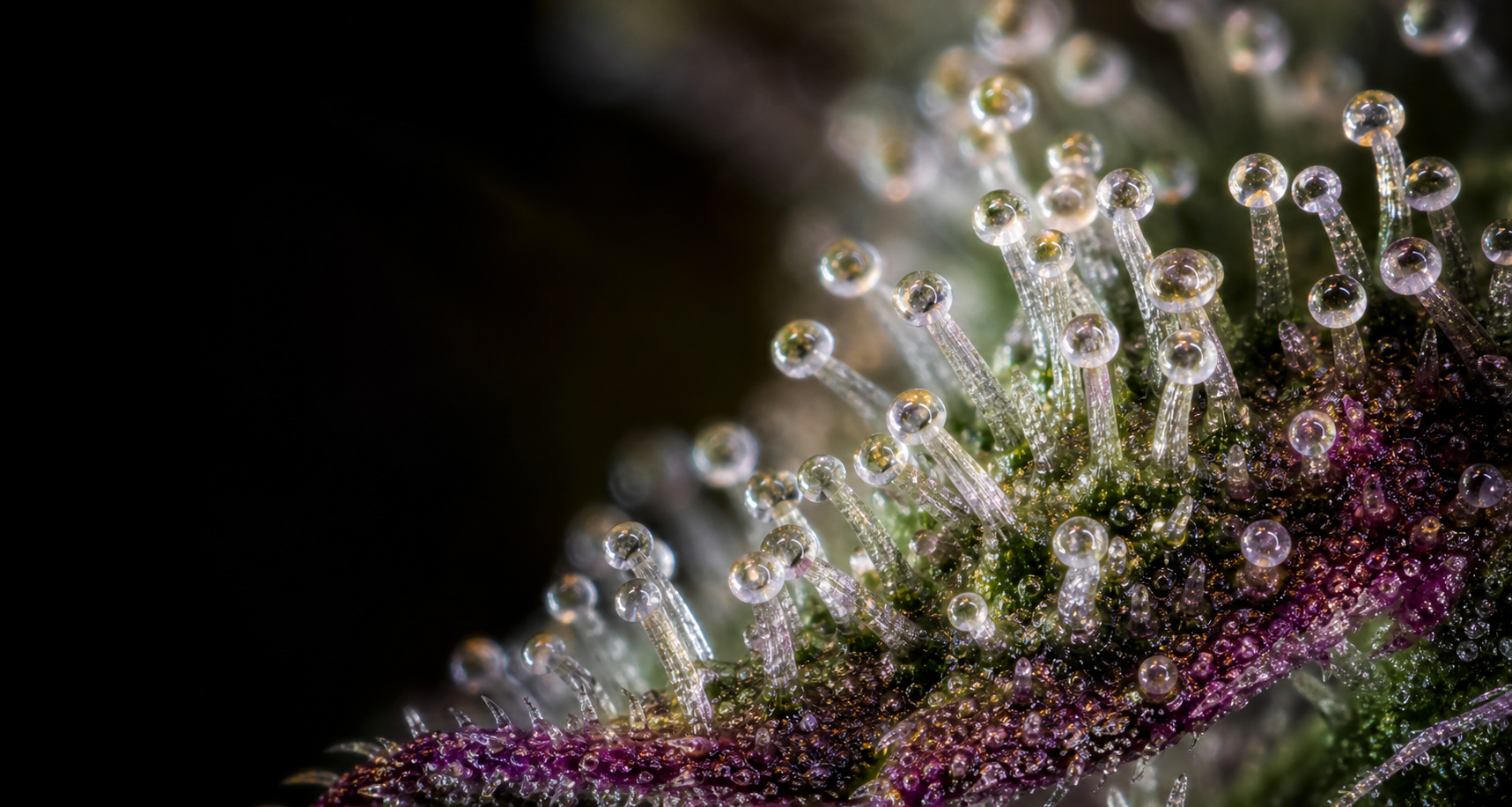 Macro de tricomas de cannabis con estética premium
